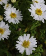 Aster dumosus 'Schneekissen' (Herfstaster)