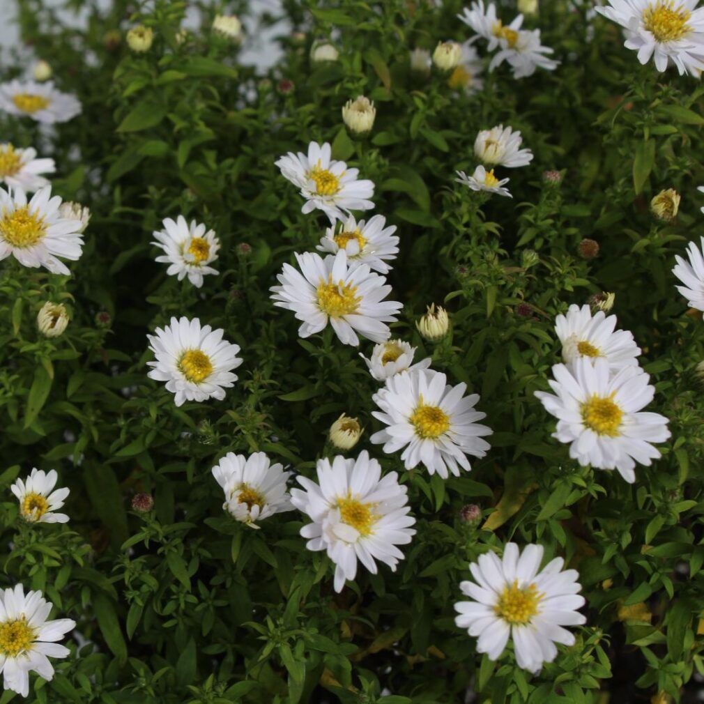 Aster dumosus 'Schneekissen' (Herfstaster)