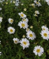 Aster dumosus 'Schneekissen' (Herfstaster)