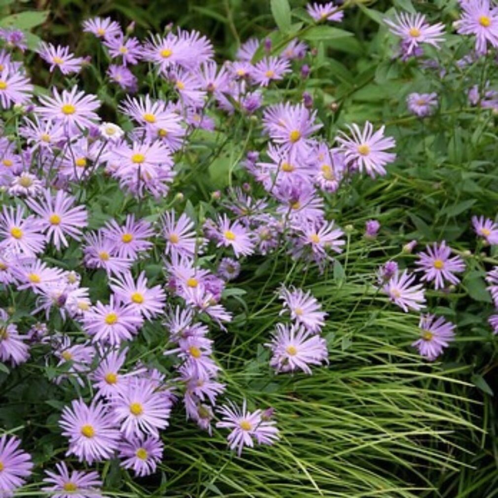 Aster frikartii 'Mönch' (Herfstaster)