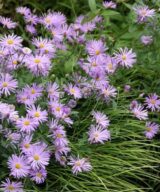 Aster frikartii 'Mönch' (Herfstaster)