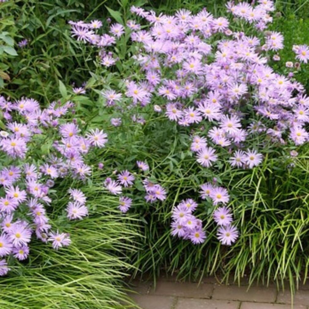 Aster frikartii 'Mönch' (Herfstaster)