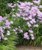 Aster frikartii 'Mönch' (Herfstaster)