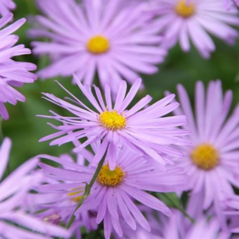 Aster frikartii 'Mönch' (Herfstaster)