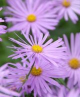 Aster frikartii 'Mönch' (Herfstaster)
