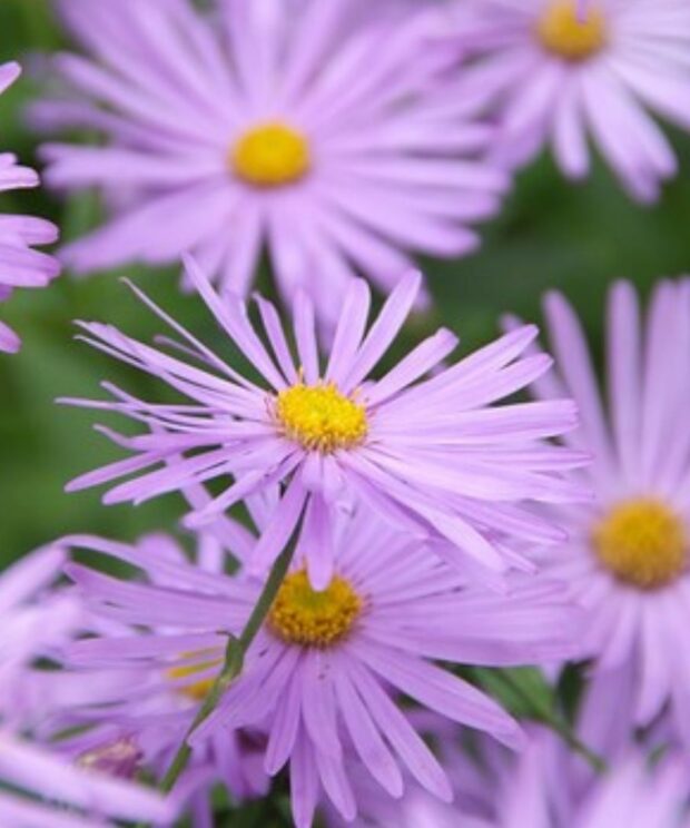 Aster frikartii 'Mönch' (Herfstaster)