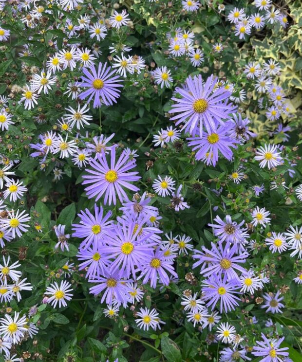 Aster frikartii 'Mönch' (Herfstaster)