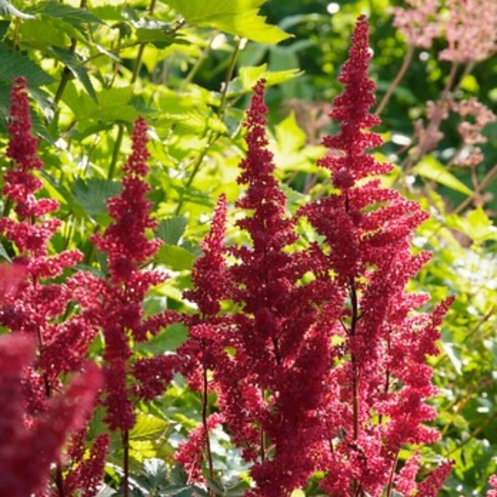 Astilbe arendsii 'Fanal' (Pluimspirea)