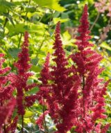 Astilbe arendsii 'Fanal' (Pluimspirea)