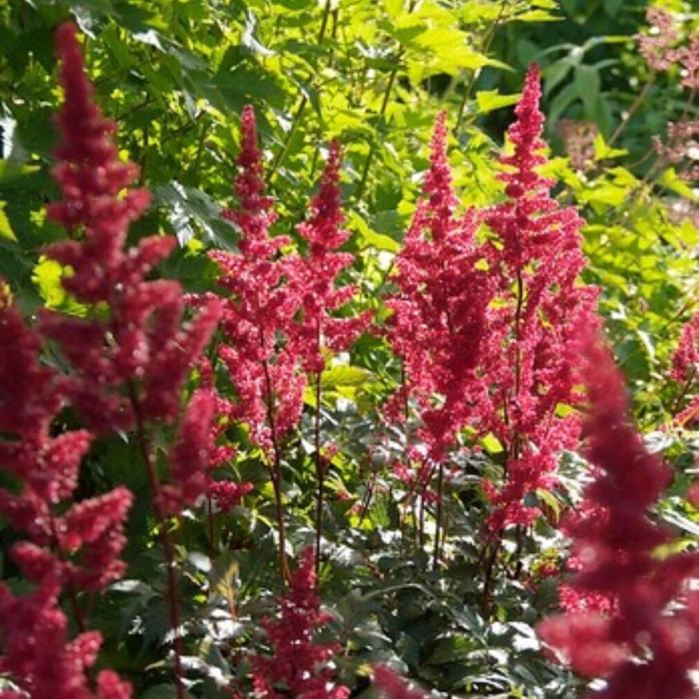 Astilbe arendsii 'Fanal' (Pluimspirea)