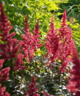 Astilbe arendsii 'Fanal' (Pluimspirea)