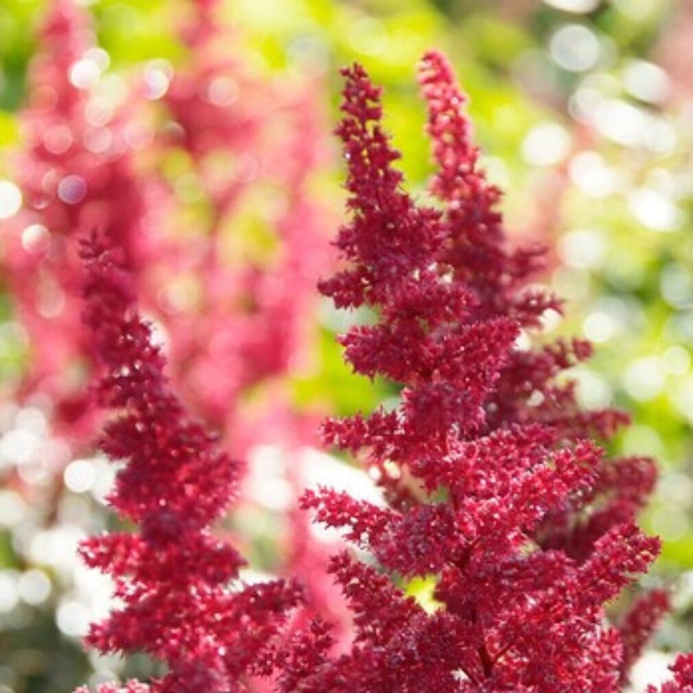 Astilbe arendsii 'Fanal' (Pluimspirea)