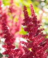 Astilbe arendsii 'Fanal' (Pluimspirea)