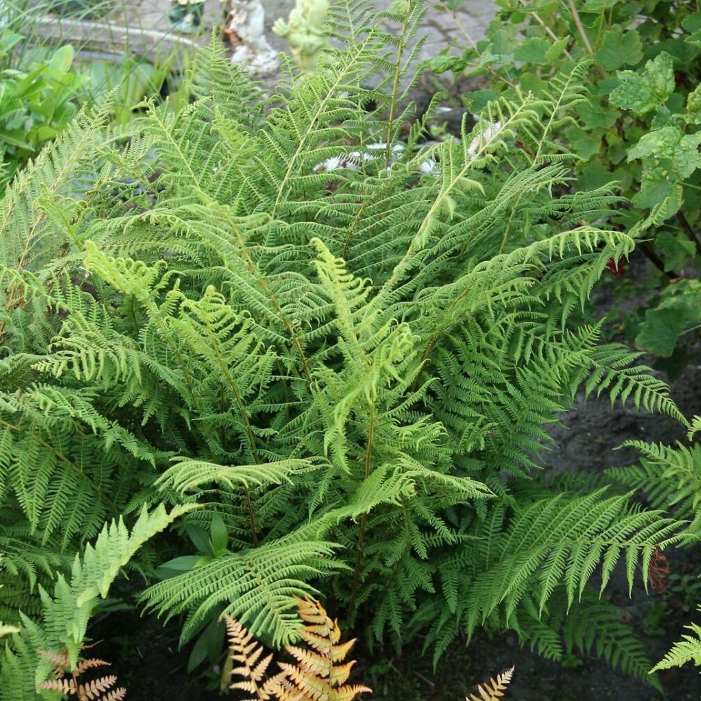 Athyrium filix-femina (Wijfjesvaren)