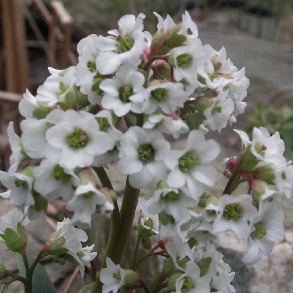 Bergenia 'Bressingham White' (Schoenlappersplant)