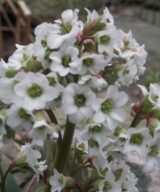 Bergenia 'Bressingham White' (Schoenlappersplant)