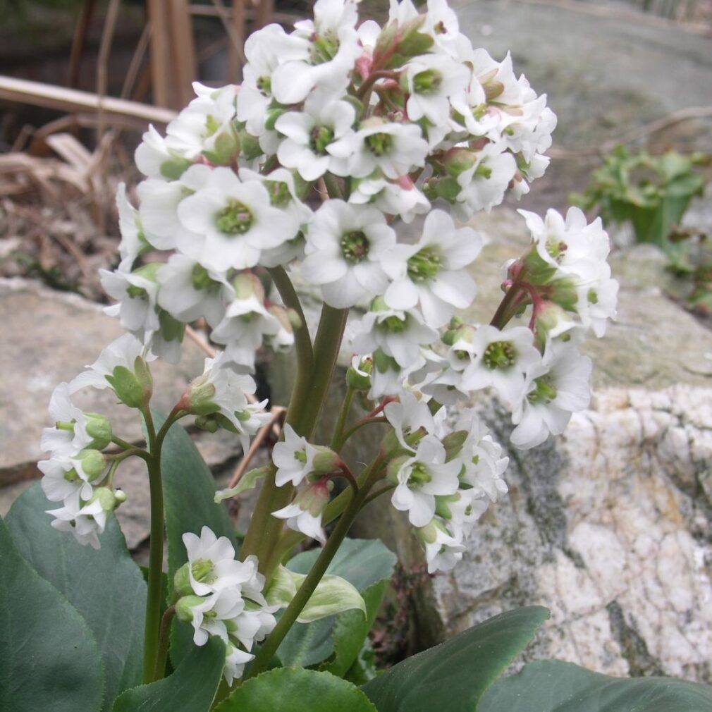 Bergenia 'Bressingham White' (Schoenlappersplant)