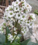 Bergenia 'Bressingham White' (Schoenlappersplant)