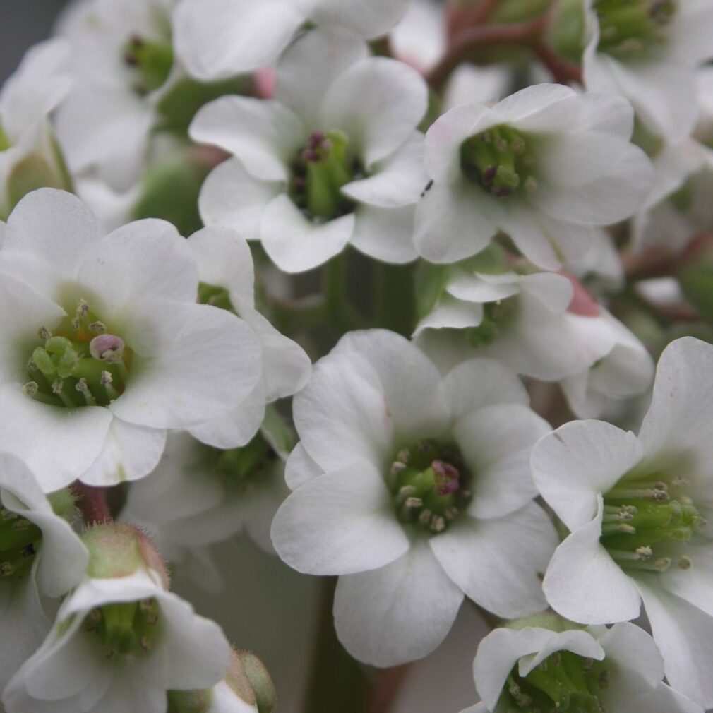 Bergenia 'Bressingham White' (Schoenlappersplant)