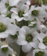 Bergenia 'Bressingham White' (Schoenlappersplant)