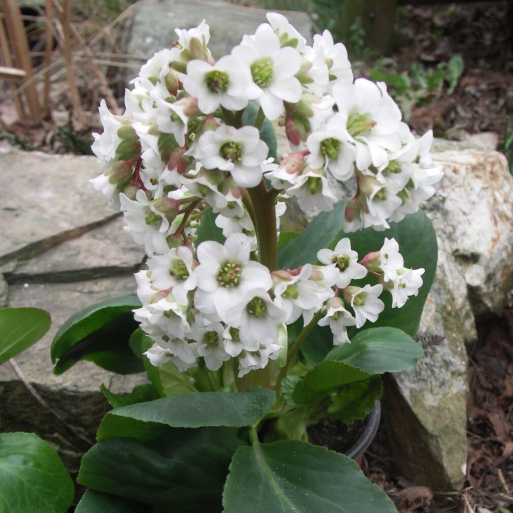 Bergenia 'Bressingham White' (Schoenlappersplant)