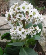 Bergenia 'Bressingham White' (Schoenlappersplant)