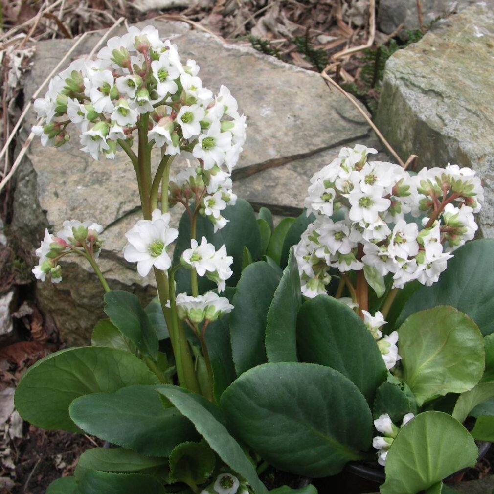 Bergenia 'Bressingham White' (Schoenlappersplant)