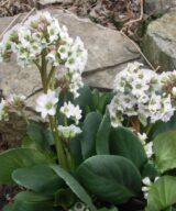 Bergenia 'Bressingham White' (Schoenlappersplant)