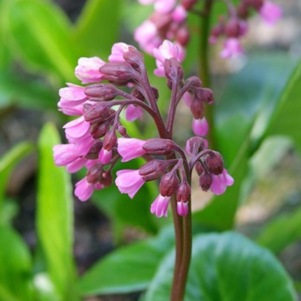 Bergenia cordifolia (Schoenlappersplant)