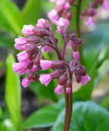 Bergenia cordifolia (Schoenlappersplant)