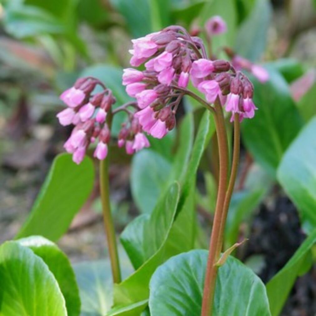 Bergenia cordifolia (Schoenlappersplant)