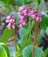 Bergenia cordifolia (Schoenlappersplant)