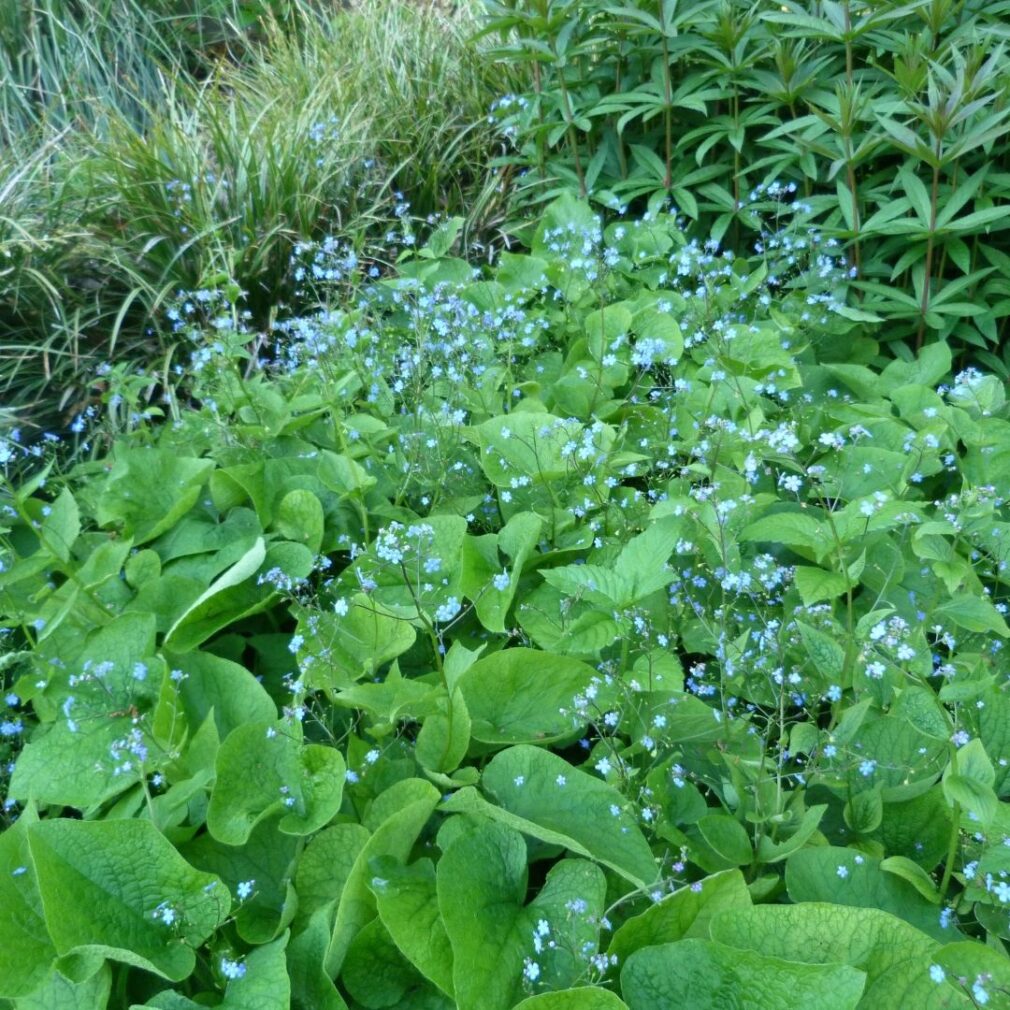 Brunnera macrophylla (Kaukasisch Vergeet-Mij-Nietje)