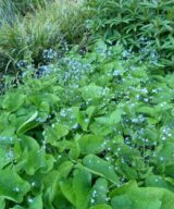 Brunnera macrophylla (Kaukasisch Vergeet-Mij-Nietje)