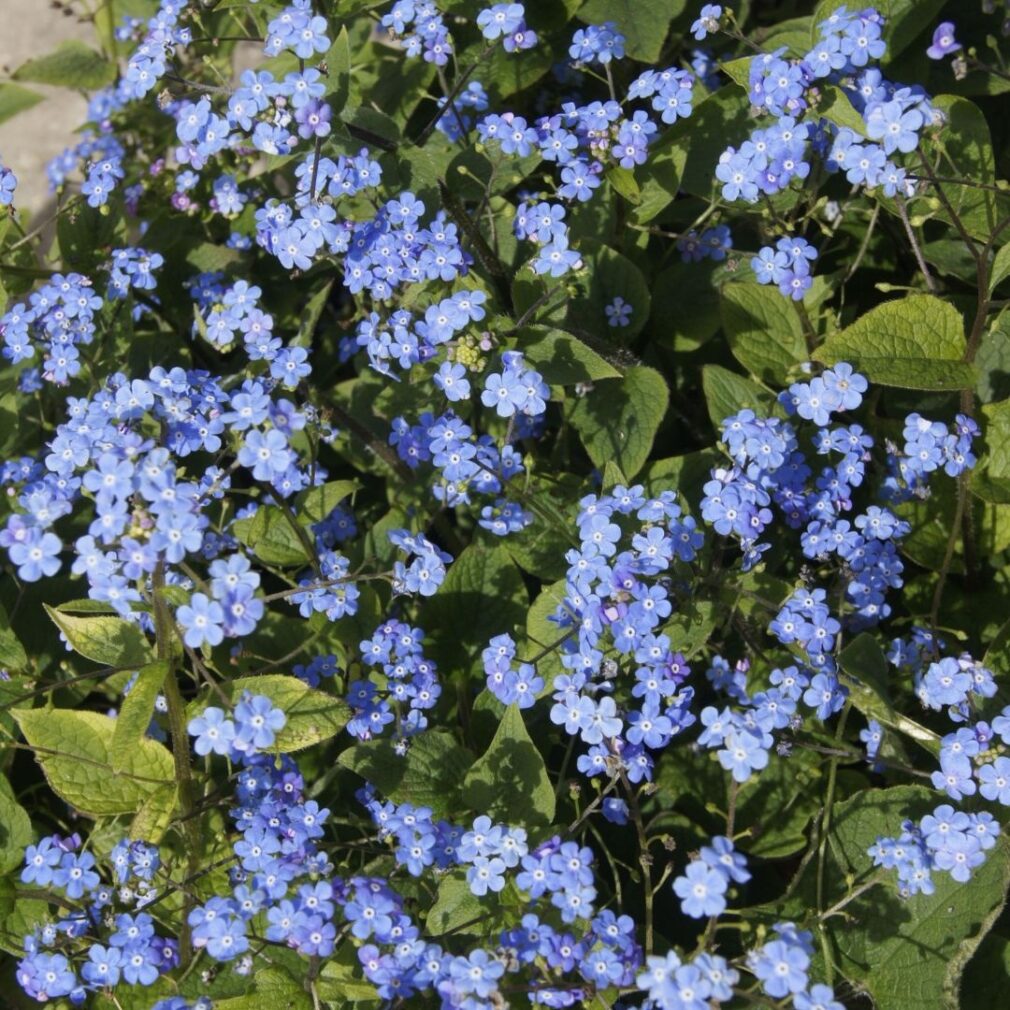 Brunnera macrophylla (Kaukasisch Vergeet-Mij-Nietje)