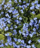 Brunnera macrophylla (Kaukasisch Vergeet-Mij-Nietje)