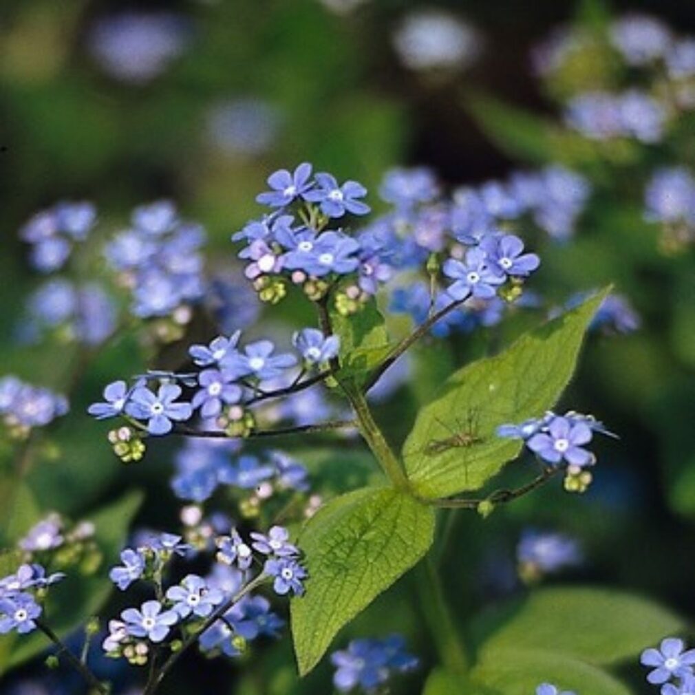 Brunnera macrophylla (Kaukasisch Vergeet-Mij-Nietje)