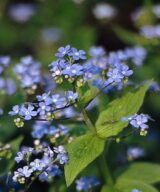 Brunnera macrophylla (Kaukasisch Vergeet-Mij-Nietje)