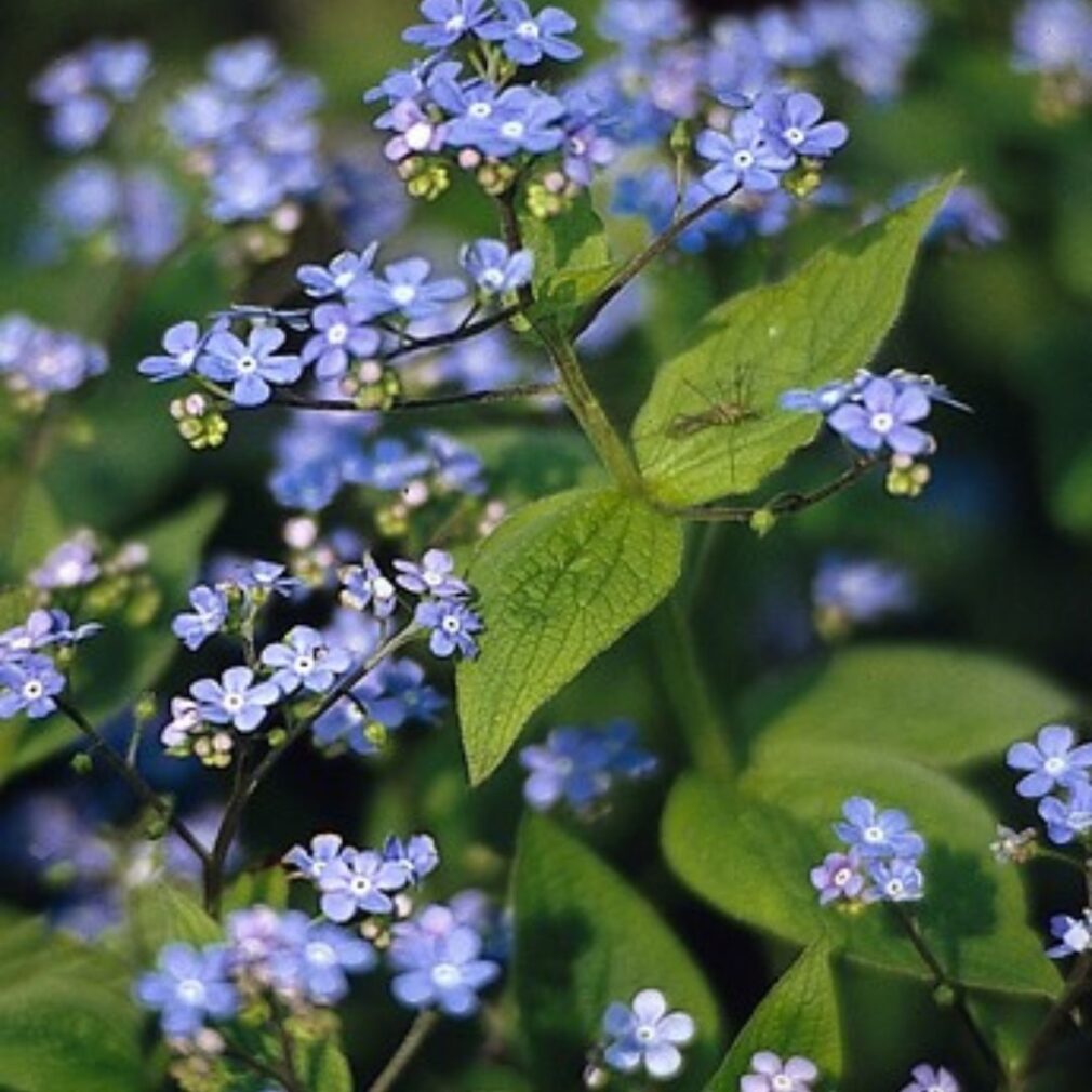 Brunnera macrophylla (Kaukasisch Vergeet-Mij-Nietje)