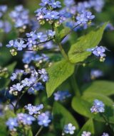 Brunnera macrophylla (Kaukasisch Vergeet-Mij-Nietje)