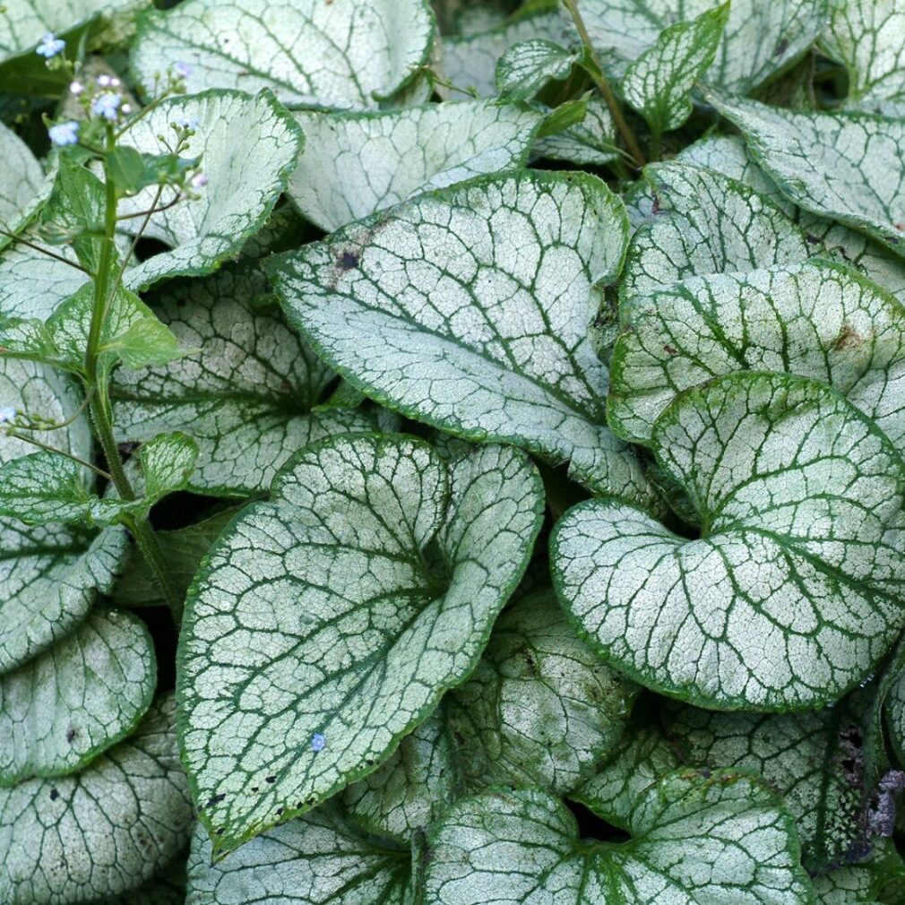 Brunnera macrophylla 'Jack Frost' ®(Kaukasisch Vergeet-Mij-Nietje)