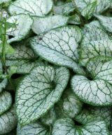 Brunnera macrophylla 'Jack Frost' ®(Kaukasisch Vergeet-Mij-Nietje)