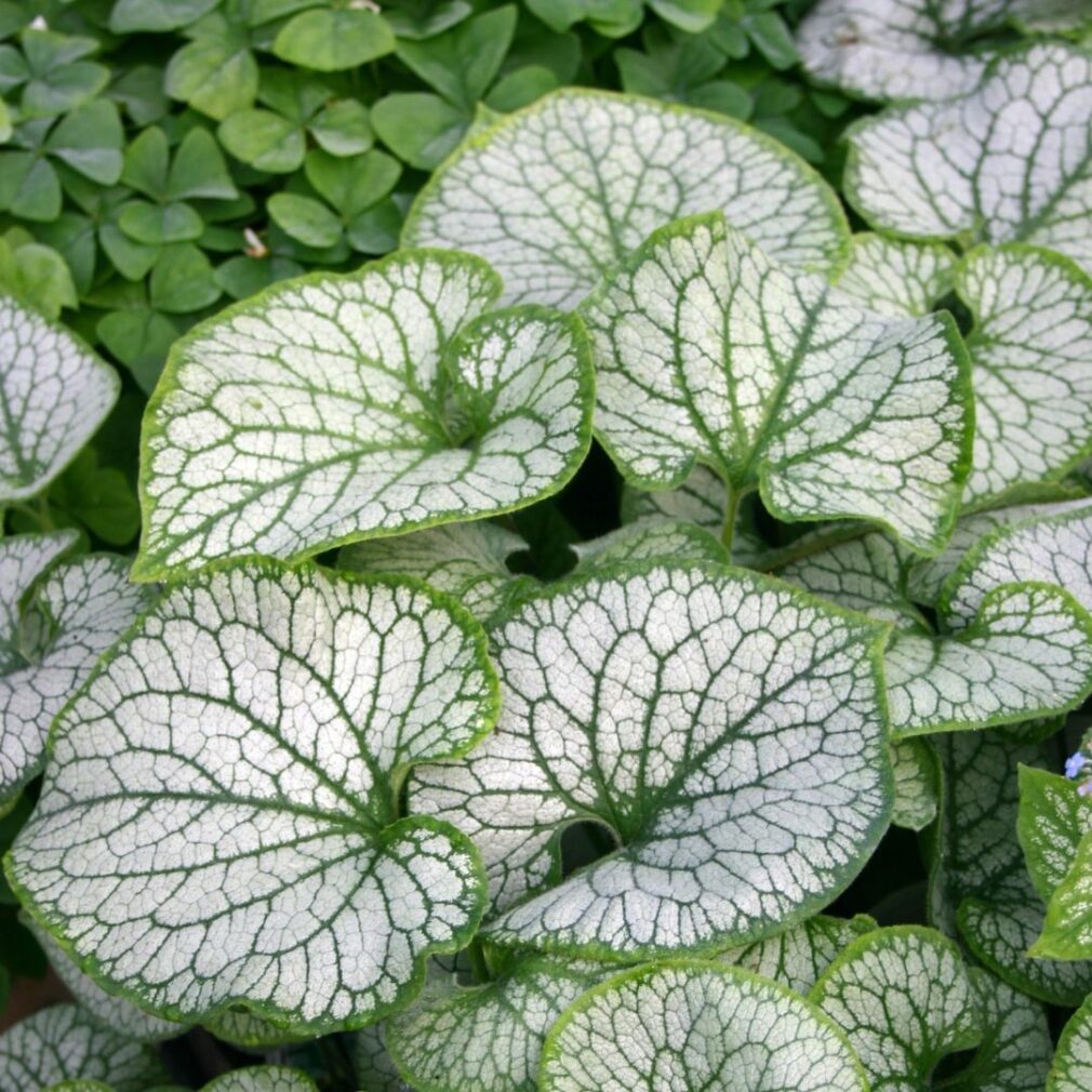 Brunnera macrophylla 'Jack Frost' ®(Kaukasisch Vergeet-Mij-Nietje)