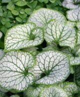 Brunnera macrophylla 'Jack Frost' ®(Kaukasisch Vergeet-Mij-Nietje)