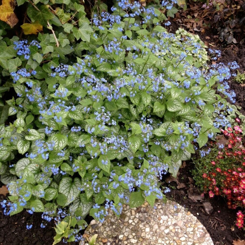 Brunnera macrophylla 'Jack Frost' ®(Kaukasisch Vergeet-Mij-Nietje)