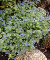 Brunnera macrophylla 'Jack Frost' ®(Kaukasisch Vergeet-Mij-Nietje)