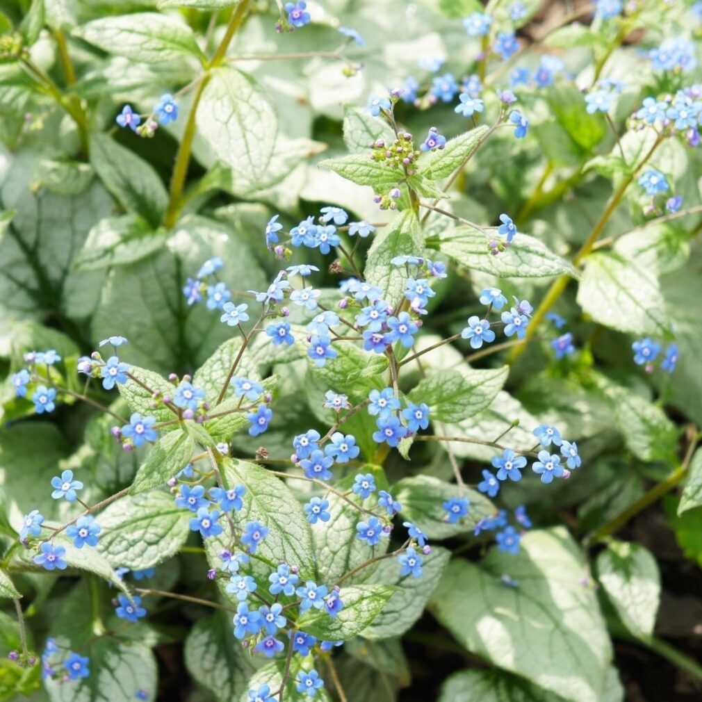 Brunnera macrophylla 'Jack Frost' ®(Kaukasisch Vergeet-Mij-Nietje)