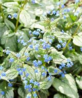 Brunnera macrophylla 'Jack Frost' ®(Kaukasisch Vergeet-Mij-Nietje)