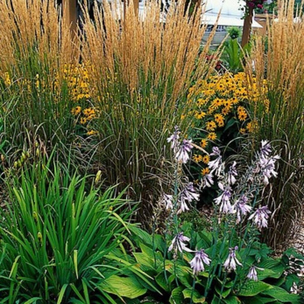 Calamagrostis acutiflora 'Karl Foerster' (Struisriet)