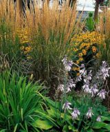 Calamagrostis acutiflora 'Karl Foerster' (Struisriet)